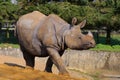 Asian rhino walking Royalty Free Stock Photo