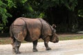 Asian rhino walking Royalty Free Stock Photo