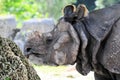 Asian rhinoceros Royalty Free Stock Photo