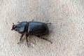 Asian rhinoceros beetle on Concrete walkway Royalty Free Stock Photo