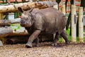 Asian rhinoceros with defiant attitude walking towards the camera. Royalty Free Stock Photo