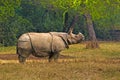 Asian rhinoceros Royalty Free Stock Photo