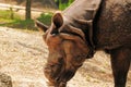 Asian rhinoceros eating Royalty Free Stock Photo