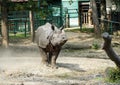 Asian rhinoceros Royalty Free Stock Photo