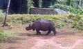 Great Asian Rhinoceroses walking in a national park, India