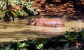 Asian Rhinos cooling in lake water, India