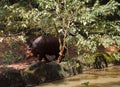 Asian Rhinos walking in lake water boundry, India Royalty Free Stock Photo