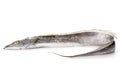 Ribbonfish Royalty Free Stock Photo