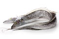 Ribbonfish Royalty Free Stock Photo