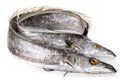 Ribbonfish Royalty Free Stock Photo