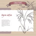 Asian rice aka Oryza sativa sketch. Cereal plants collection.