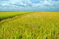 The Asian rice crop at Sekinchan, Malaysia