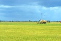 The Asian rice crop at Sekinchan, Malaysia