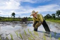 Asian rice farmer