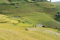 Asian rice field in harvesting season in Mu Cang Chai, Yen Bai, Vietnam. Terraced paddy fields are used widely in rice, wheat and Royalty Free Stock Photo