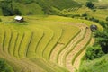 Asian rice field in harvesting season in Mu Cang Chai, Yen Bai, Vietnam. Terraced paddy fields are used widely in rice, wheat and Royalty Free Stock Photo