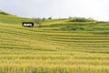 Asian rice field in harvesting season in Mu Cang Chai, Yen Bai, Vietnam. Terraced paddy fields are used widely in rice, wheat and Royalty Free Stock Photo