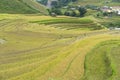 Asian rice field in harvesting season in Mu Cang Chai, Yen Bai, Vietnam. Terraced paddy fields are used widely in rice, wheat and Royalty Free Stock Photo