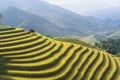 Asian rice field in harvesting season in Mu Cang Chai, Yen Bai, Vietnam. Terraced paddy fields are used widely in rice, wheat and Royalty Free Stock Photo