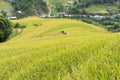 Asian rice field in harvesting season in Mu Cang Chai, Yen Bai, Vietnam. Terraced paddy fields are used widely in rice, wheat and Royalty Free Stock Photo