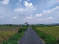 Asian rice field . Rice field view . View photography . Blue sky . Bright clouds .