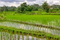 Asian rice fields. Growing a crop in water. Indonesia. Village life