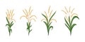 Asian rice. Leaf and paddy seeds. Plant crop. Grain food growing. Botanical agriculture. Ear or grass plantations