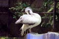 Asian Rossy Pelicans Royalty Free Stock Photo