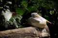 Asian rosy pelican Royalty Free Stock Photo