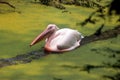 Asian Rosy Pelicans in Lake Water