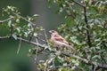 Asian russet sparrow