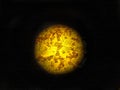 Soy leaf in microscope