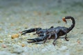 Asian Scorpions Forest on sand Royalty Free Stock Photo