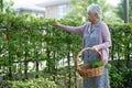 Asian senior or elderly old lady woman taking care of the garden work at home, hobby to relax and exercising with happy Royalty Free Stock Photo