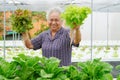 Asian senior lady holding green and red oak vegetable salad hygienic organic plant hydroponic cultivation tree garden farm Royalty Free Stock Photo