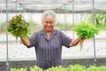 Asian senior lady holding green and red oak vegetable salad hygienic organic plant hydroponic cultivation tree garden farm