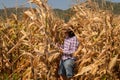 Asian senior woman with chart holder report examine product seed farmer in golden view of dry leaves corn field background ready