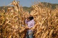 Asian senior woman with chart holder report examine product seed farmer in golden view of dry leaves corn field background ready