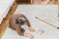 Asian senior woman falling down lying on floor at home and senior man hands try to help. Elderly woman pain and hurt from Royalty Free Stock Photo