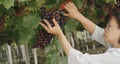 Asian senior woman harvesting black Maroo seedless grapes cutting it from grapevine in vineyard. Growing table grapes at home the