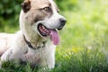 Asian Shepherd dog portrait on the green grass background Royalty Free Stock Photo