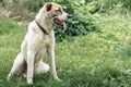 Asian Shepherd dog portrait on the green grass background Royalty Free Stock Photo