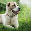 Asian Shepherd dog portrait on the green grass background Royalty Free Stock Photo