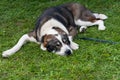 Asian Shepherd dog sleeping on the grass Royalty Free Stock Photo