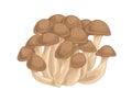 Asian shimeji mushrooms. Clump of wild forest fungi. Fresh raw fungus. Natural organic vegetarian food. Colored hand