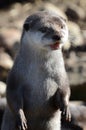 Asian Short Clawed Otter