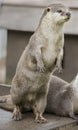 Asian Short Clawed Otter