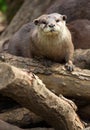 Asian Short Clawed Otter