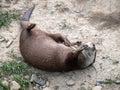 Asian Short-clawed Otter, Aonyx Cinerea, on back playing with stones.