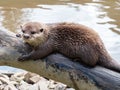 Asian Short-clawed Otter, Aonyx Cinerea, on log by water. Royalty Free Stock Photo